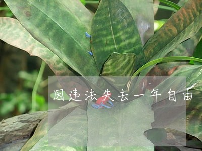 因违法失去一年自由 因违法失去一年自由