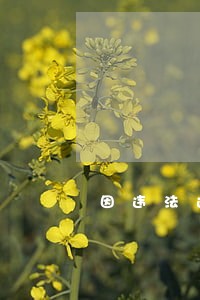 因违法违规经营 因违法违规经营