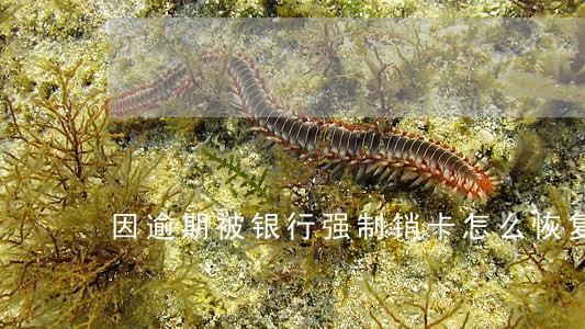 因逾期被银行强制销卡怎么恢复 因逾期被银行强制销卡怎么恢复