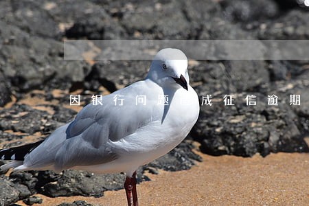 因银行问题造成征信逾期了怎么办 因银行问题造成征信逾期了怎么办