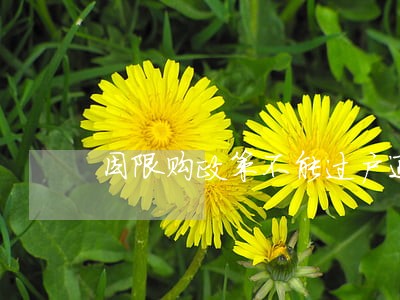 因限购政策不能过户通过法院调解 因限购政策不能过户通过法院调解