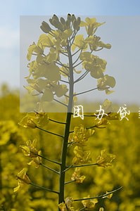 团办贷款当前逾期能下款吗 团办贷款当前逾期能下款吗