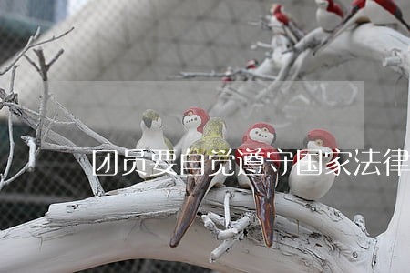 团员要自觉遵守国家法律法规