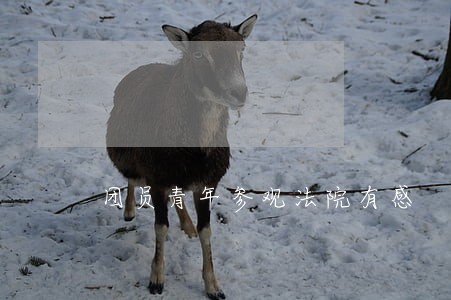 团员青年参观法院有感 团员青年参观法院有感