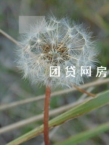 团贷网房抵逾期 团贷网房抵逾期