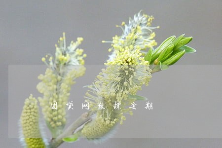 团贷网散标逾期 团贷网散标逾期