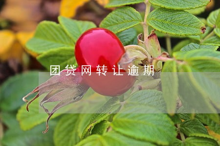 团贷网转让逾期 团贷网转让逾期