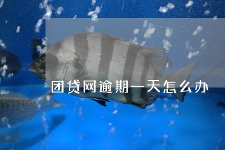 团贷网逾期一天怎么办