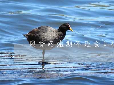 团贷网逾期不还会上征信吗 团贷网逾期不还会上征信吗