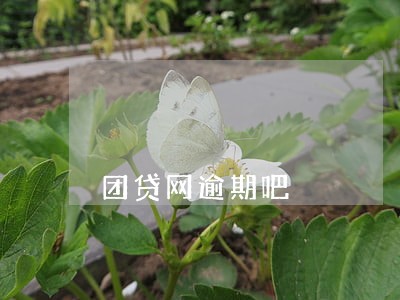 团贷网逾期吧 团贷网逾期吧
