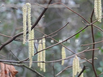 团贷网逾期处理 团贷网逾期处理