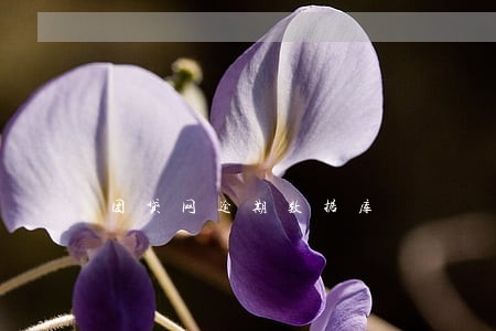 团贷网逾期数据库 团贷网逾期数据库