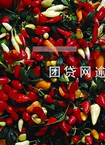 团贷网逾期还款