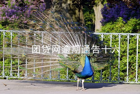 团贷网逾期通告十六 团贷网逾期通告十六