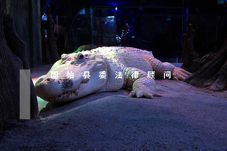 固始县委法律顾问 固始县委法律顾问