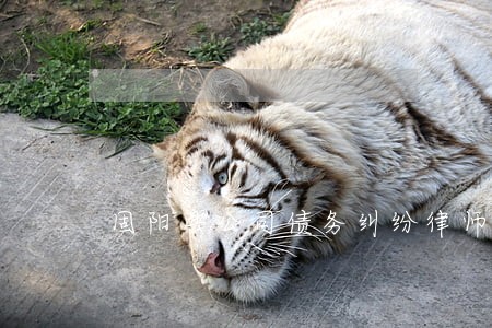 固阳县公司债务纠纷律师排行 固阳县公司债务纠纷律师排行