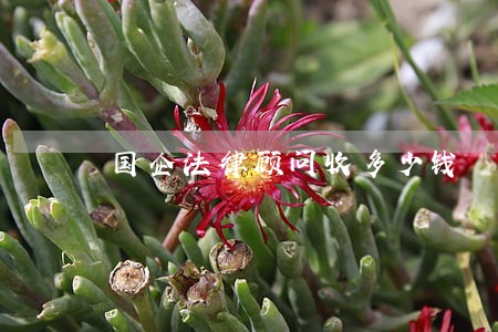 国企法律顾问收多少钱 国企法律顾问收多少钱
