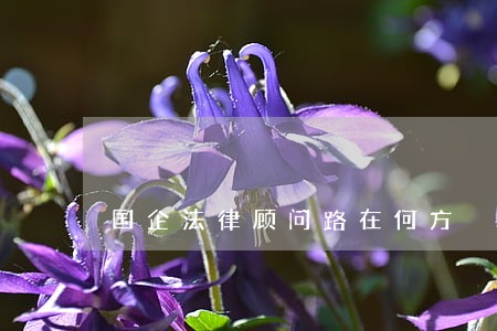 国企法律顾问路在何方