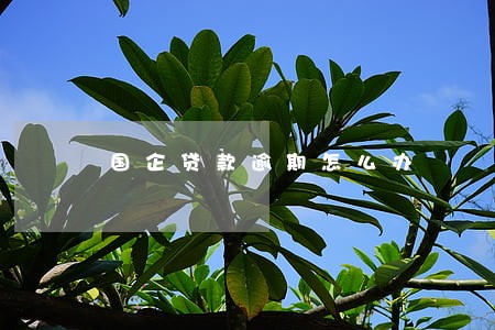 国企贷款逾期怎么办 国企贷款逾期怎么办