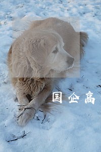 国企高管兼职违法吗