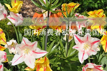 国内消费者欲共赴美国集体诉讼 国内消费者欲共赴美国集体诉讼