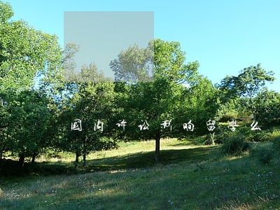 国内诉讼影响留学么 国内诉讼影响留学么
