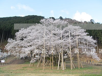 国务院关于完善法律援助 国务院关于完善法律援助