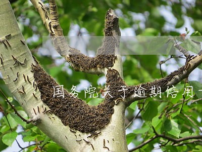 国务院关于逾期信用卡有关法律