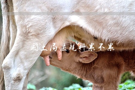 国土局法规科累不累