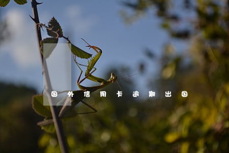 国外信用卡逾期出国