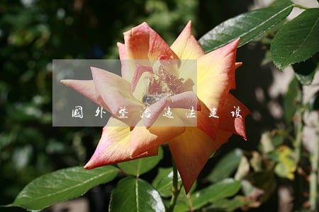 国外整治违法建设 国外整治违法建设