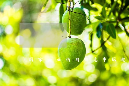 国家企业信用信息申报逾期怎么办
