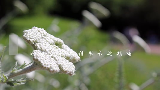 国家会拯救信用卡逾期吗