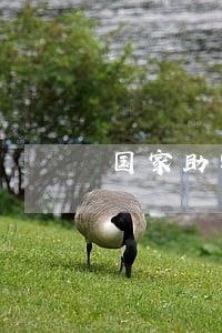 国家助学贷款逾期了怎么办 国家助学贷款逾期了怎么办