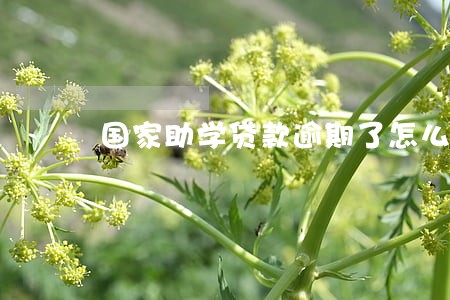 国家助学贷款逾期了怎么还款 国家助学贷款逾期了怎么还款