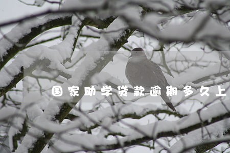 国家助学贷款逾期多久上征信 国家助学贷款逾期多久上征信