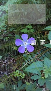 国家助学贷款逾期率 国家助学贷款逾期率