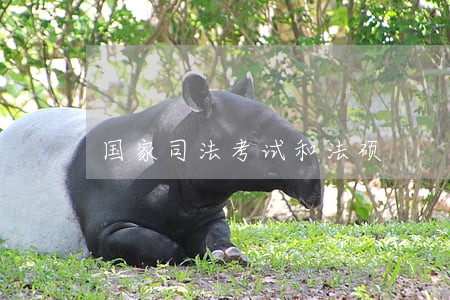 国家司法考试和法硕