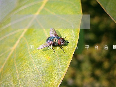 国家对p2p平台逾期处理 国家对p2p平台逾期处理