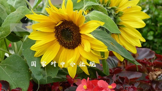 国家对中介法规 国家对中介法规