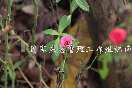 国家应急管理工作组织体系及法规 国家应急管理工作组织体系及法规