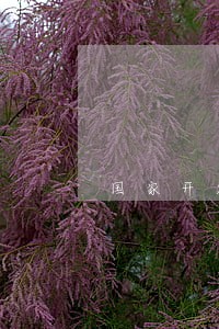 国家开发生源地助学贷款逾期 国家开发生源地助学贷款逾期