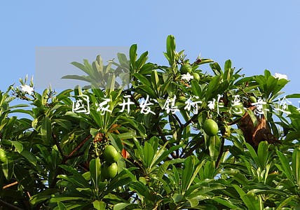 国家开发银行非恶意逾期 国家开发银行非恶意逾期