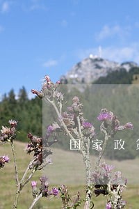 国家政策网贷只还本金