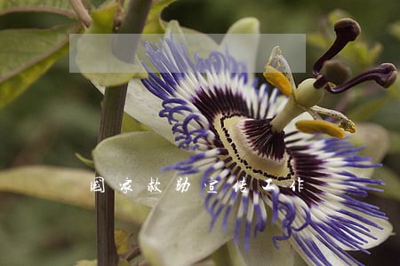 国家救助宣传工作 国家救助宣传工作