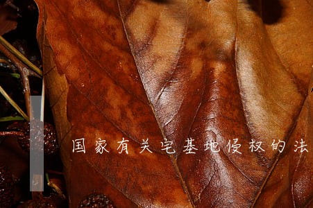 国家有关宅基地侵权的法律法规