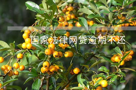 国家法律网贷逾期不还 国家法律网贷逾期不还