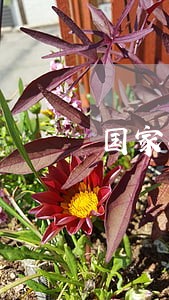 国家生源地助学贷款逾期利息 国家生源地助学贷款逾期利息