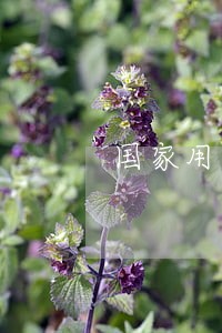 国家用法律保护你们 国家用法律保护你们