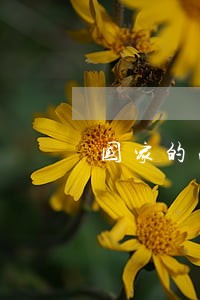 国家的法律监督机关是